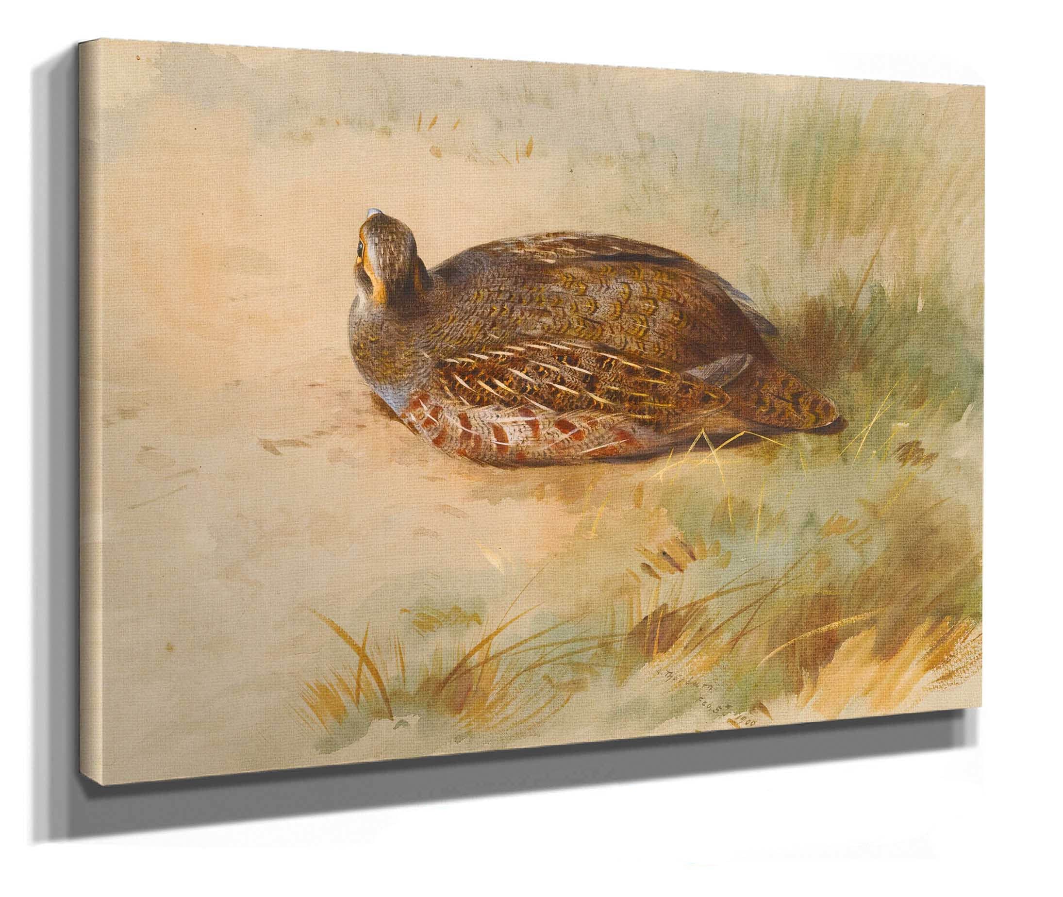 Partridge by Archibald Thorburn