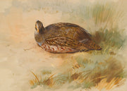Partridge by Archibald Thorburn