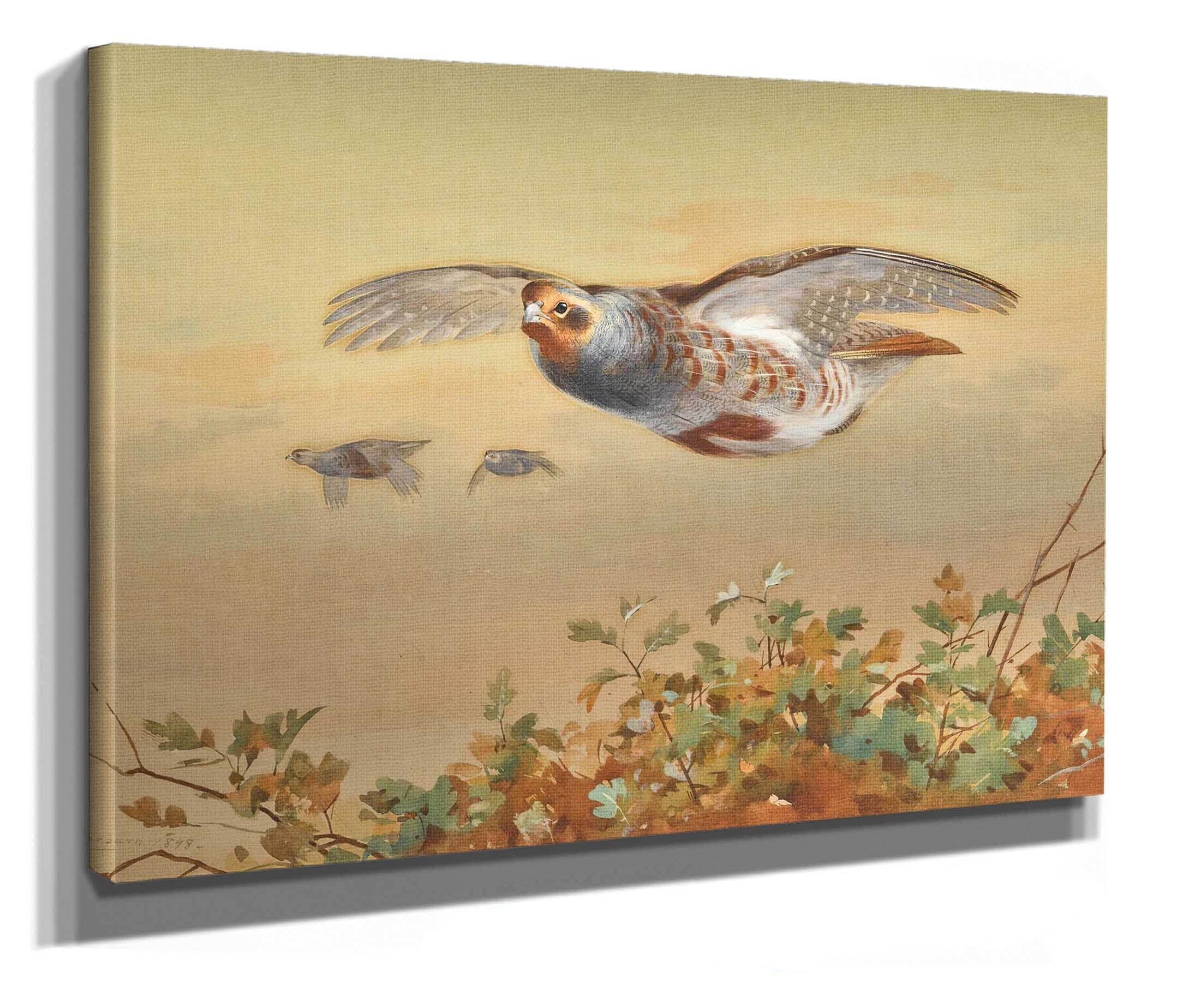 Partridge In Flight by Archibald Thorburn