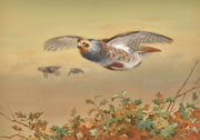Partridge In Flight by Archibald Thorburn