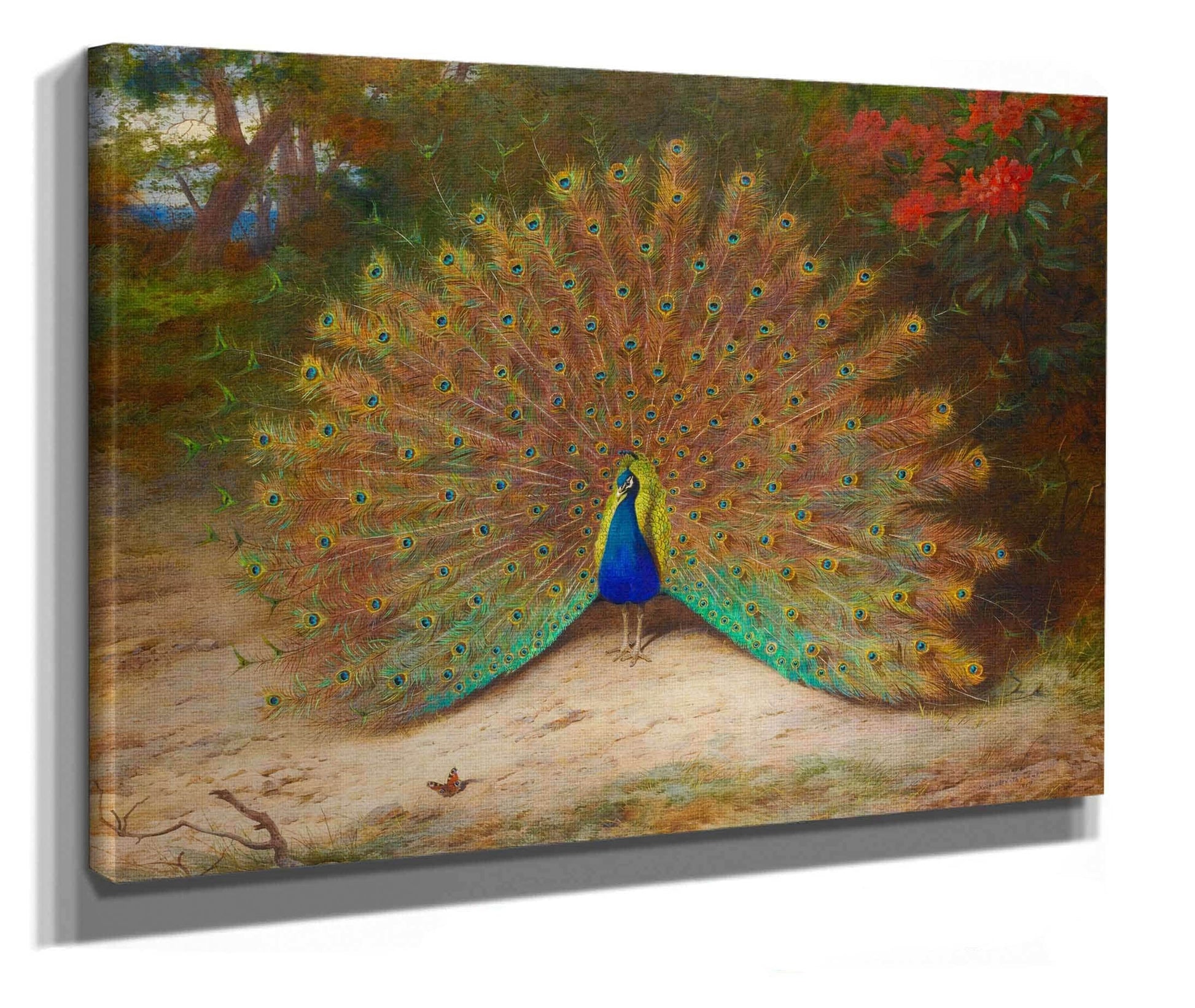 Peacock And Peacock Butterfly by Archibald Thorburn