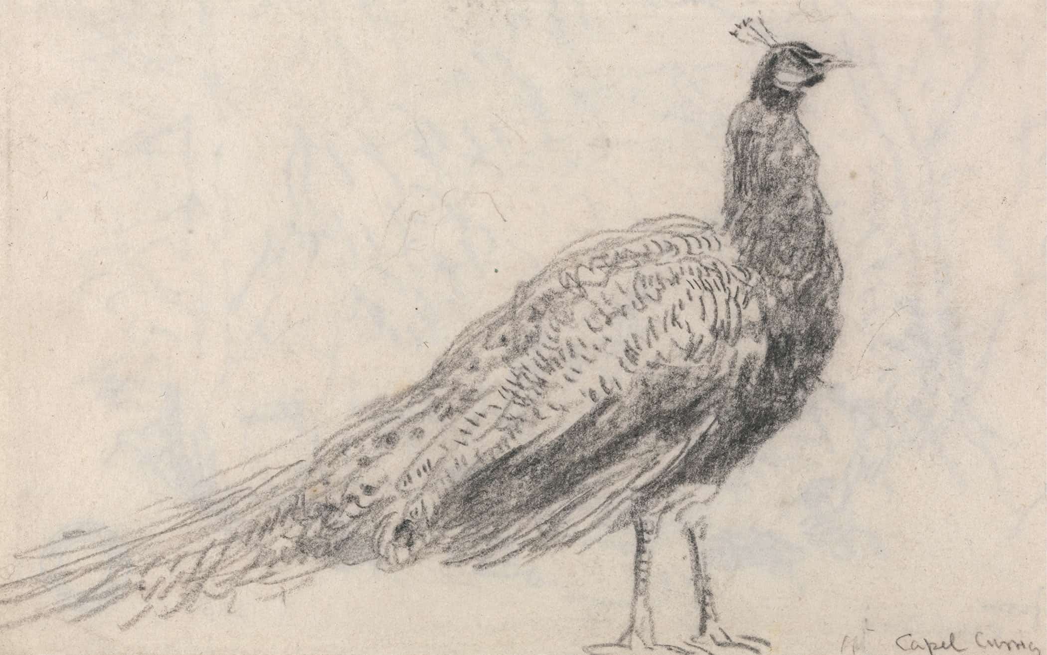 Peacock At Capel Curig S by David Cox