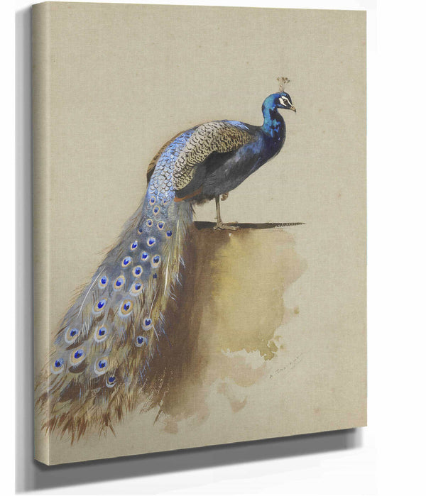 Peacock by Archibald Thorburn