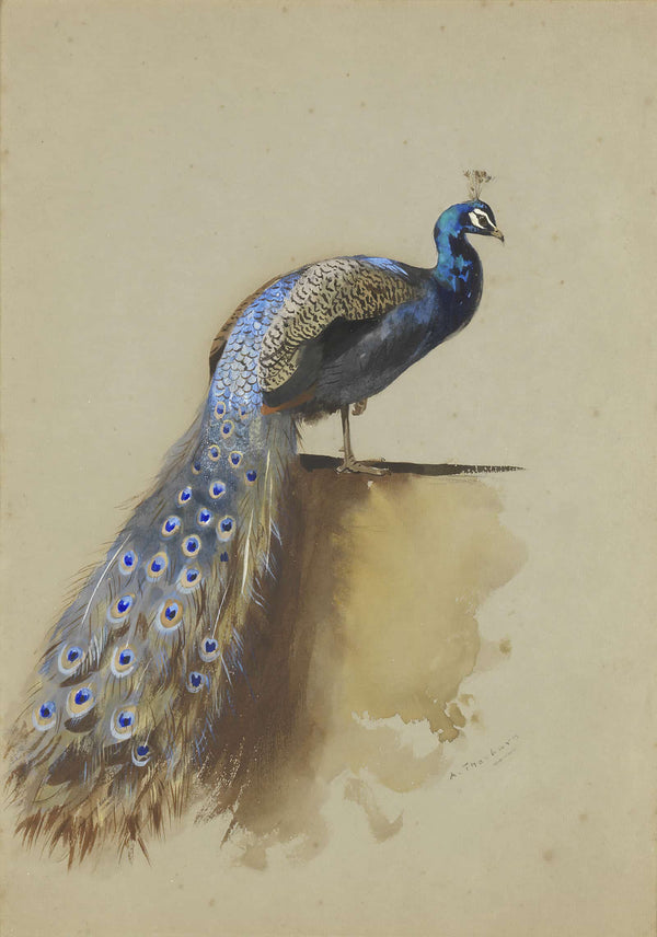 Peacock by Archibald Thorburn
