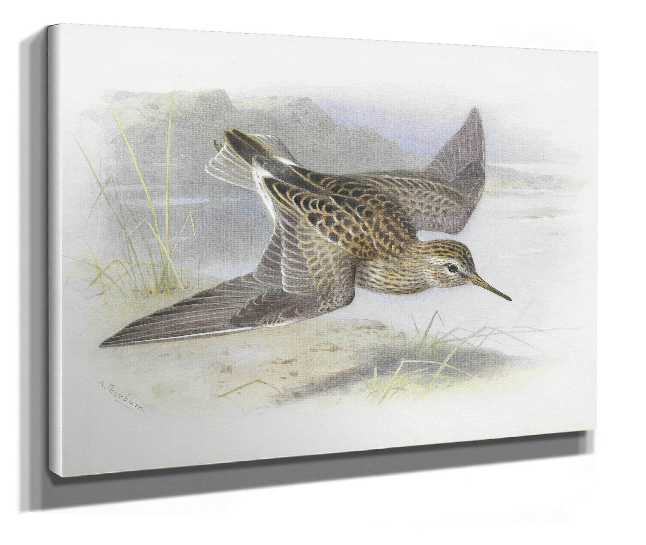 Pectoral Sandpiper by Archibald Thorburn