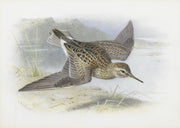 Pectoral Sandpiper by Archibald Thorburn