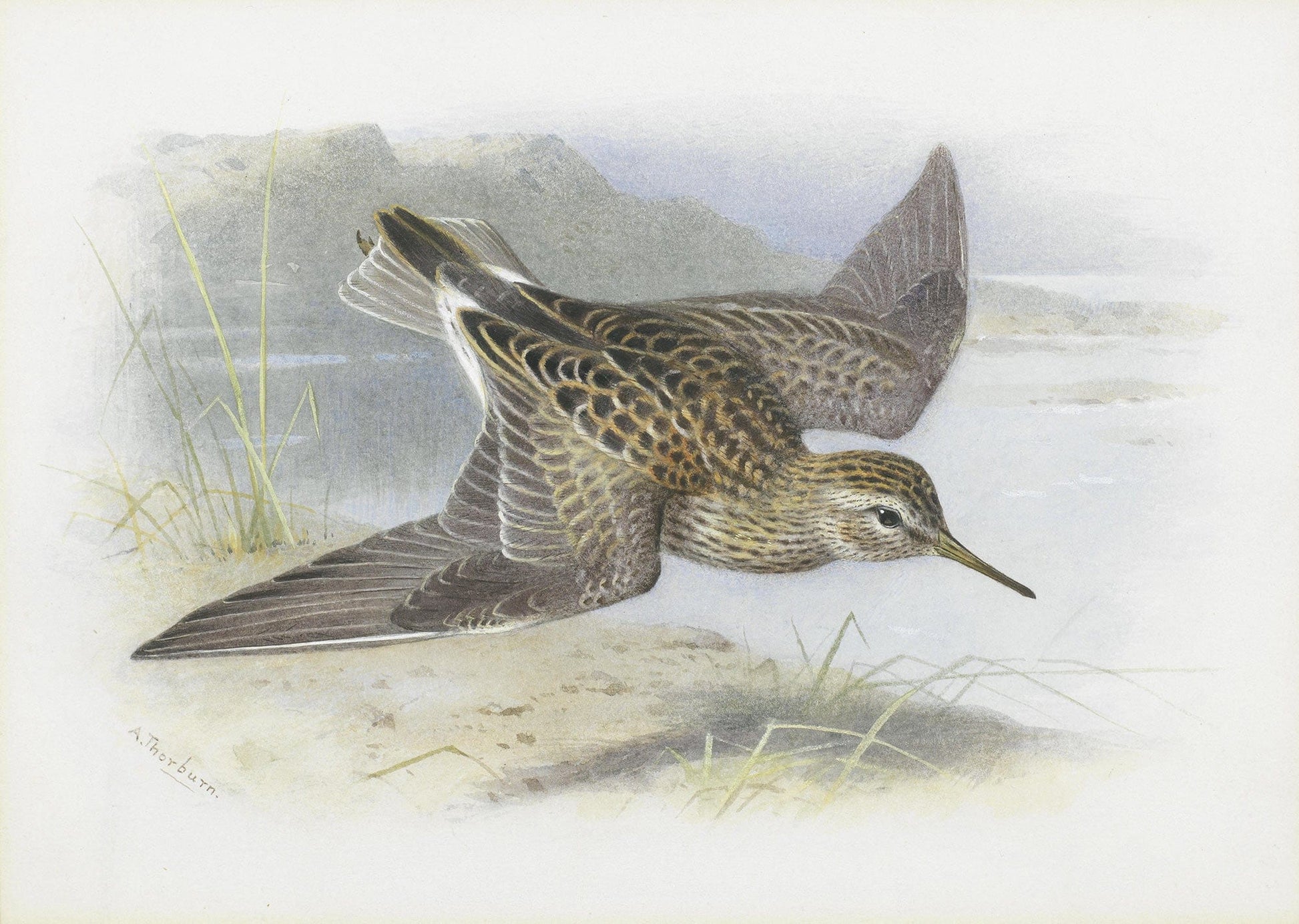 Pectoral Sandpiper by Archibald Thorburn