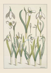 Perce Neige by Maurice Pillard Verneuil