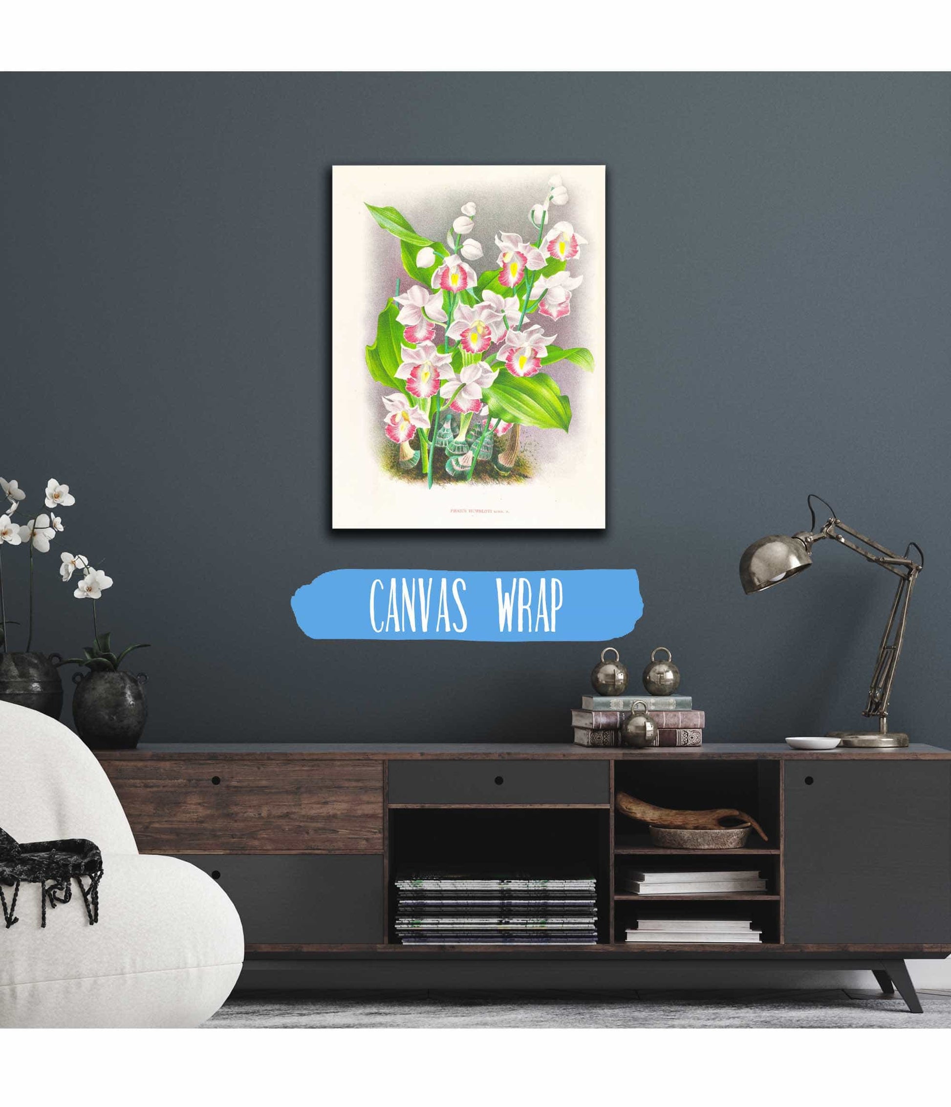 Phaius Humbloti by Jean Jules Linden