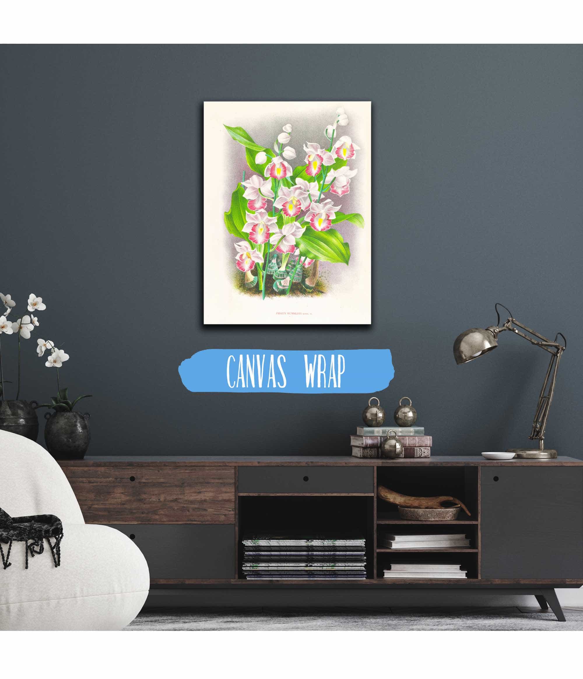 Phaius Humbloti by Jean Jules Linden