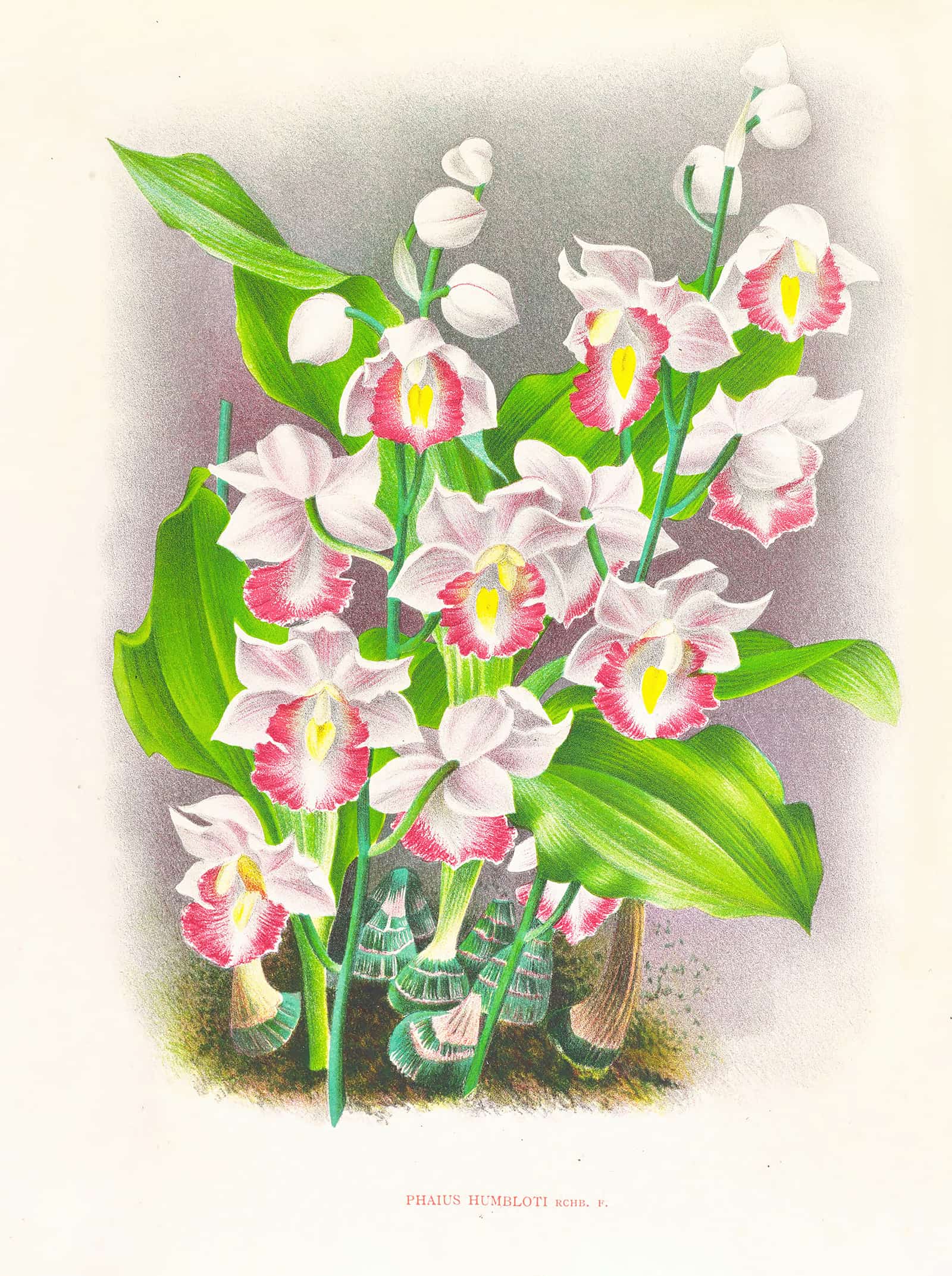 Phaius Humbloti by Jean Jules Linden
