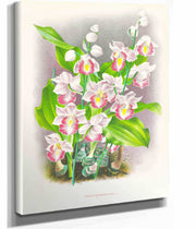 Phaius Humbloti by Jean Jules Linden
