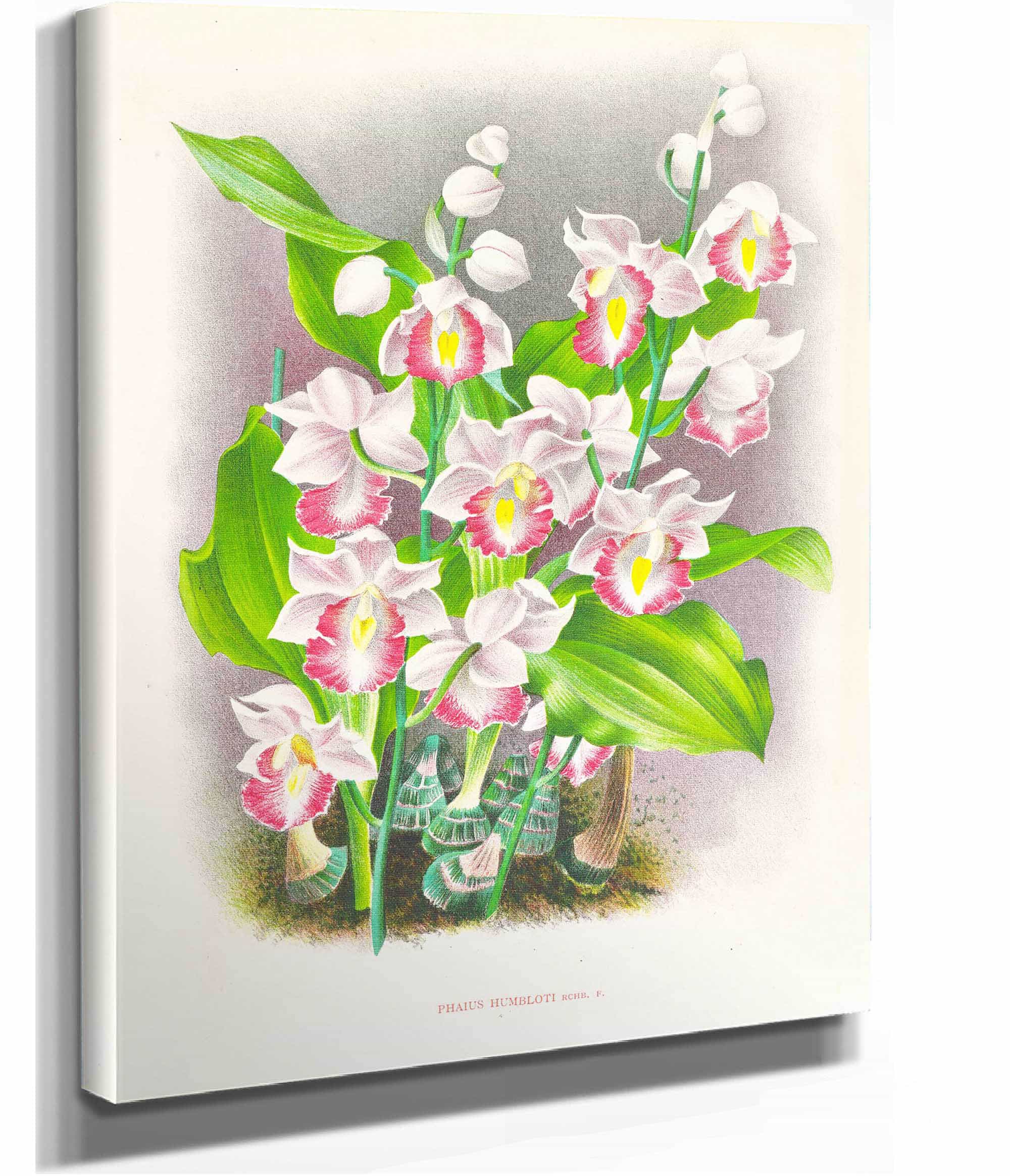 Phaius Humbloti by Jean Jules Linden