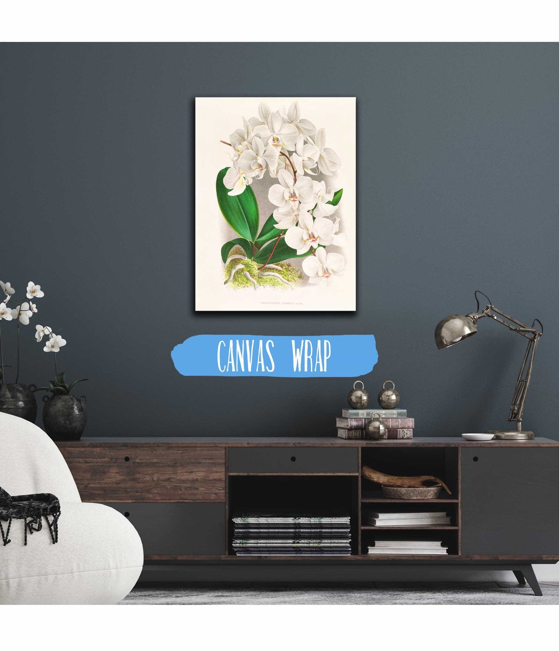 Phalaenopsis Amabilis by Jean Jules Linden