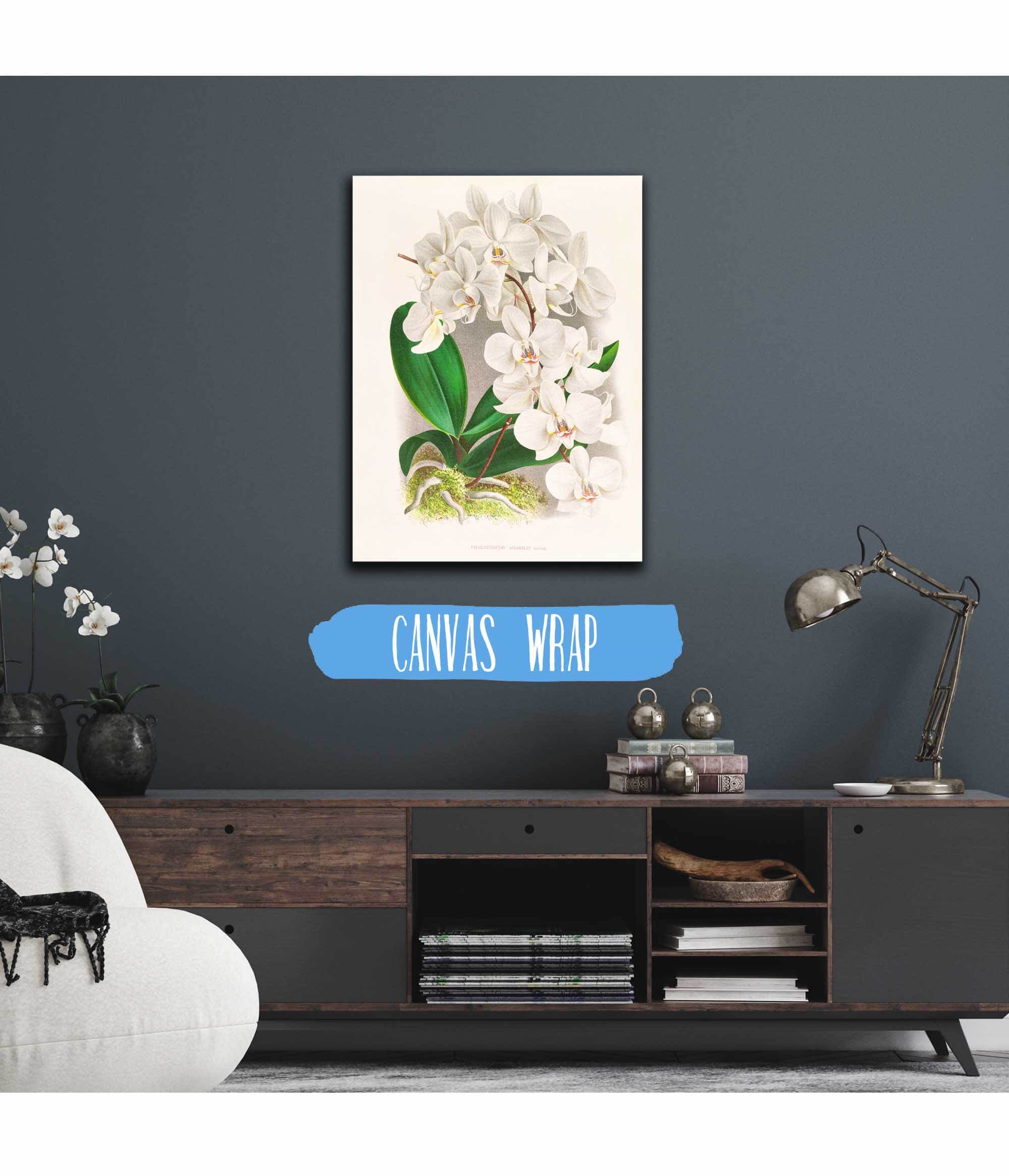 Phalaenopsis Amabilis by Jean Jules Linden