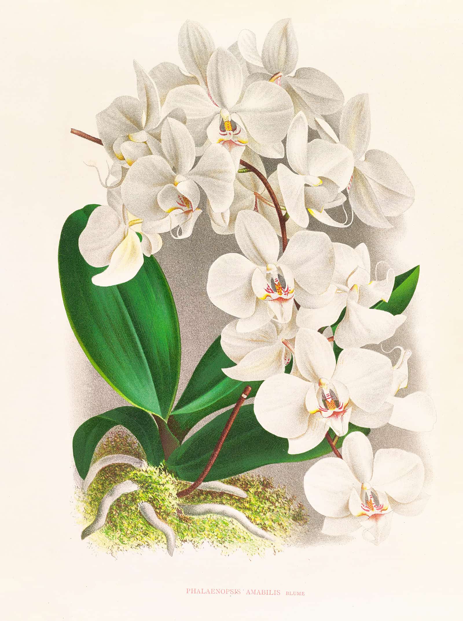 Phalaenopsis Amabilis by Jean Jules Linden