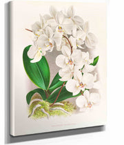 Phalaenopsis Amabilis by Jean Jules Linden