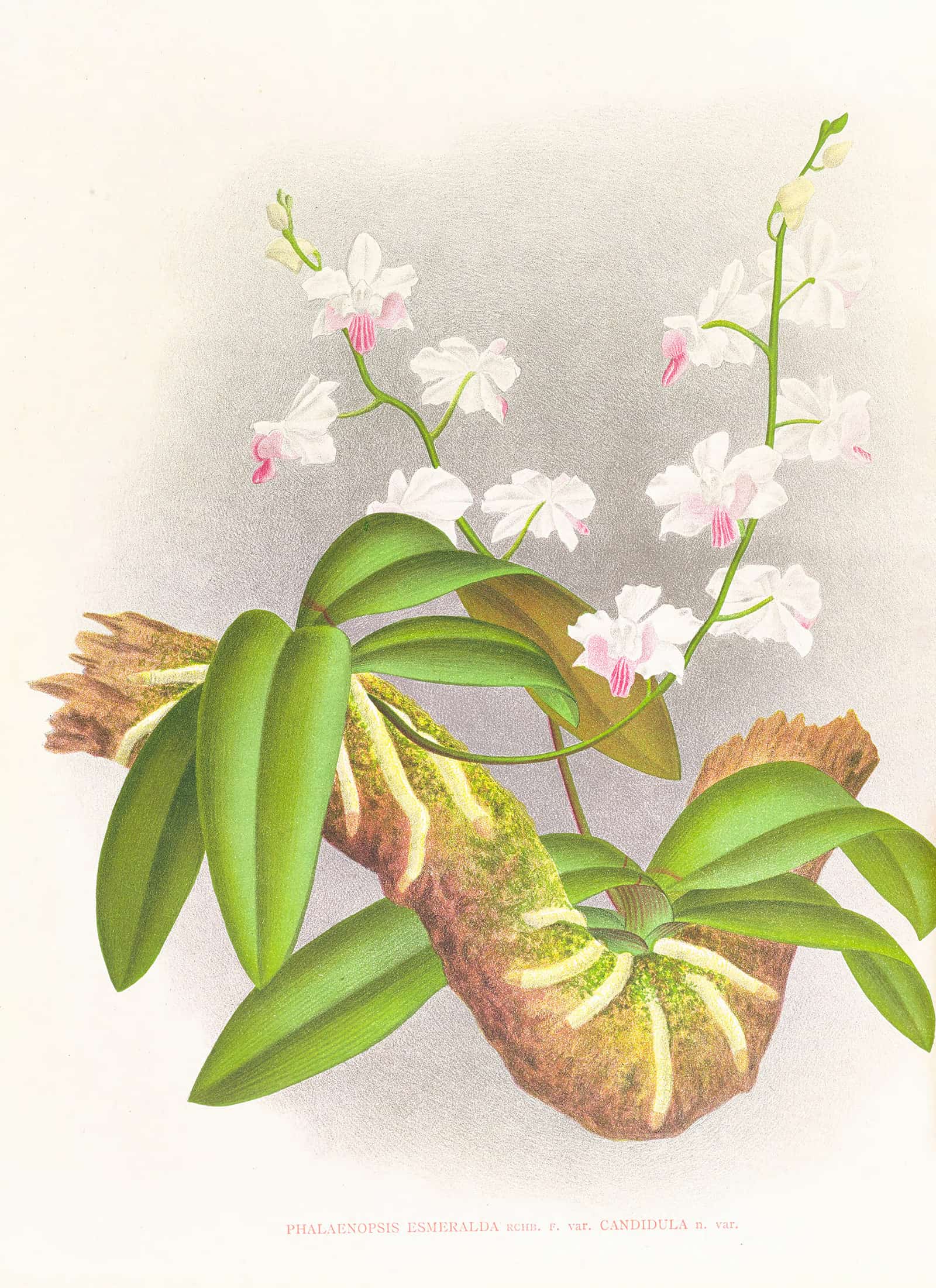 Phalaenopsis Esmeralda Var Candidula by Jean Jules Linden