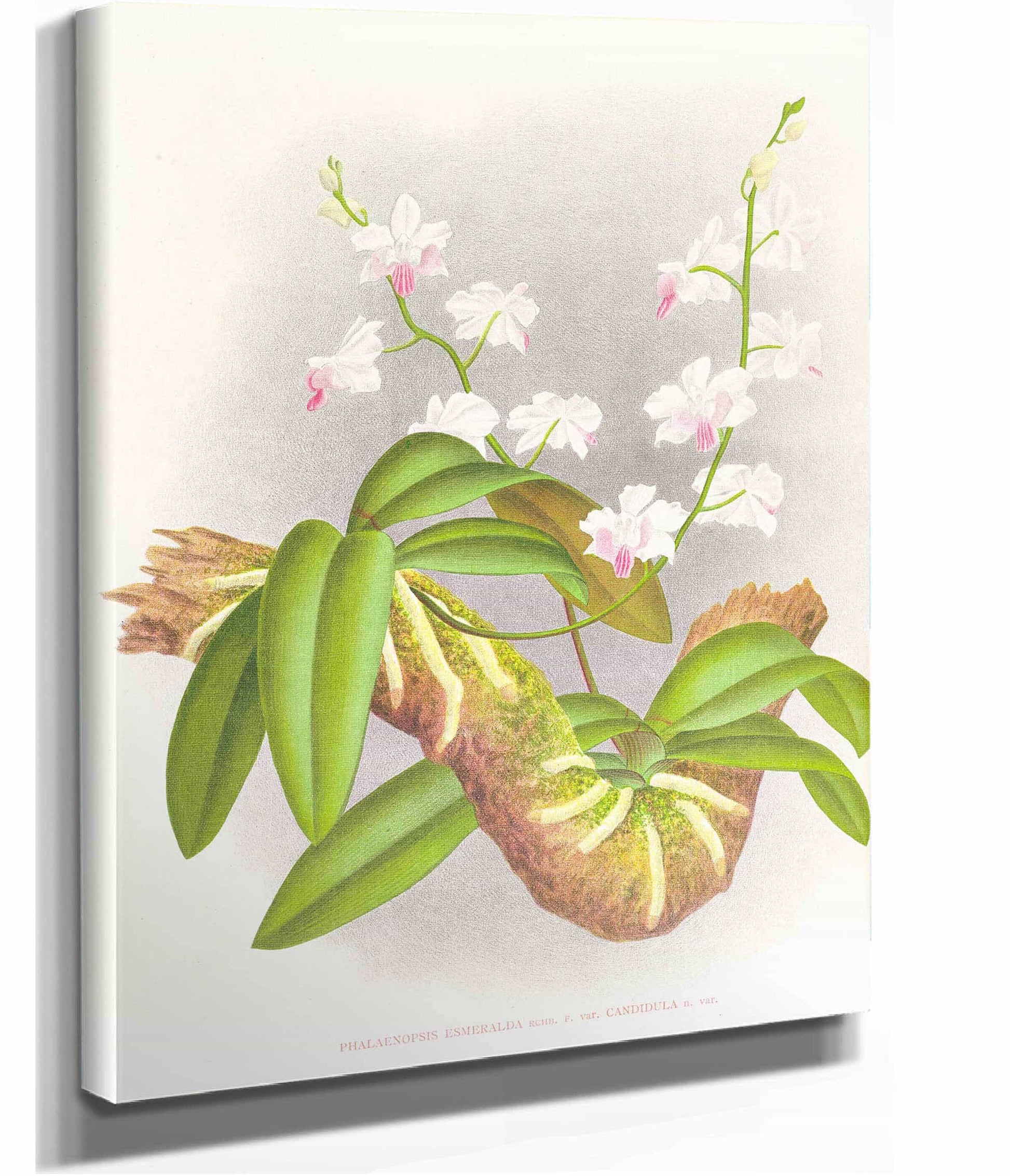 Phalaenopsis Esmeralda Var Candidula by Jean Jules Linden