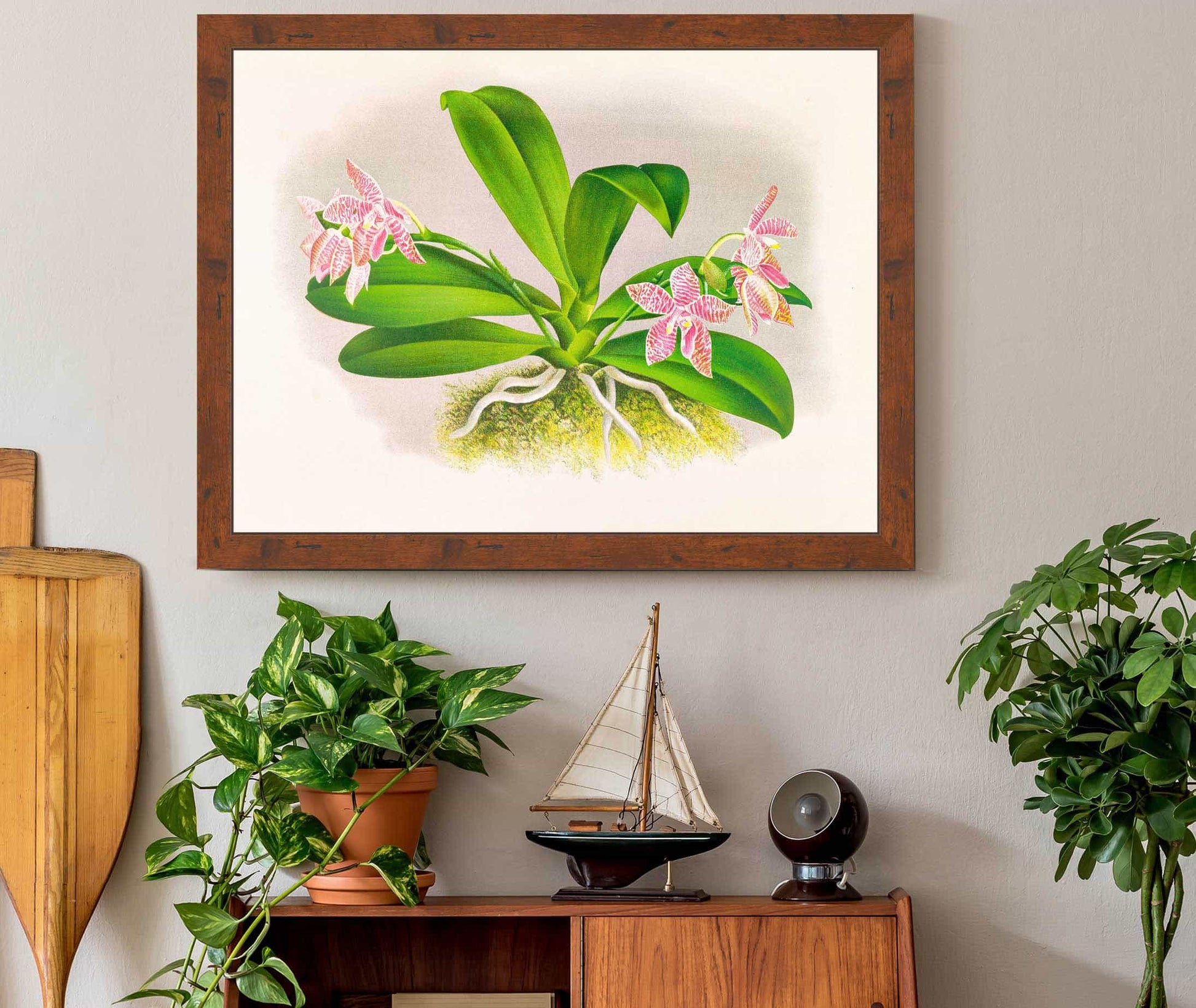 Phalaenopsis Luddemanniana by Jean Jules Linden