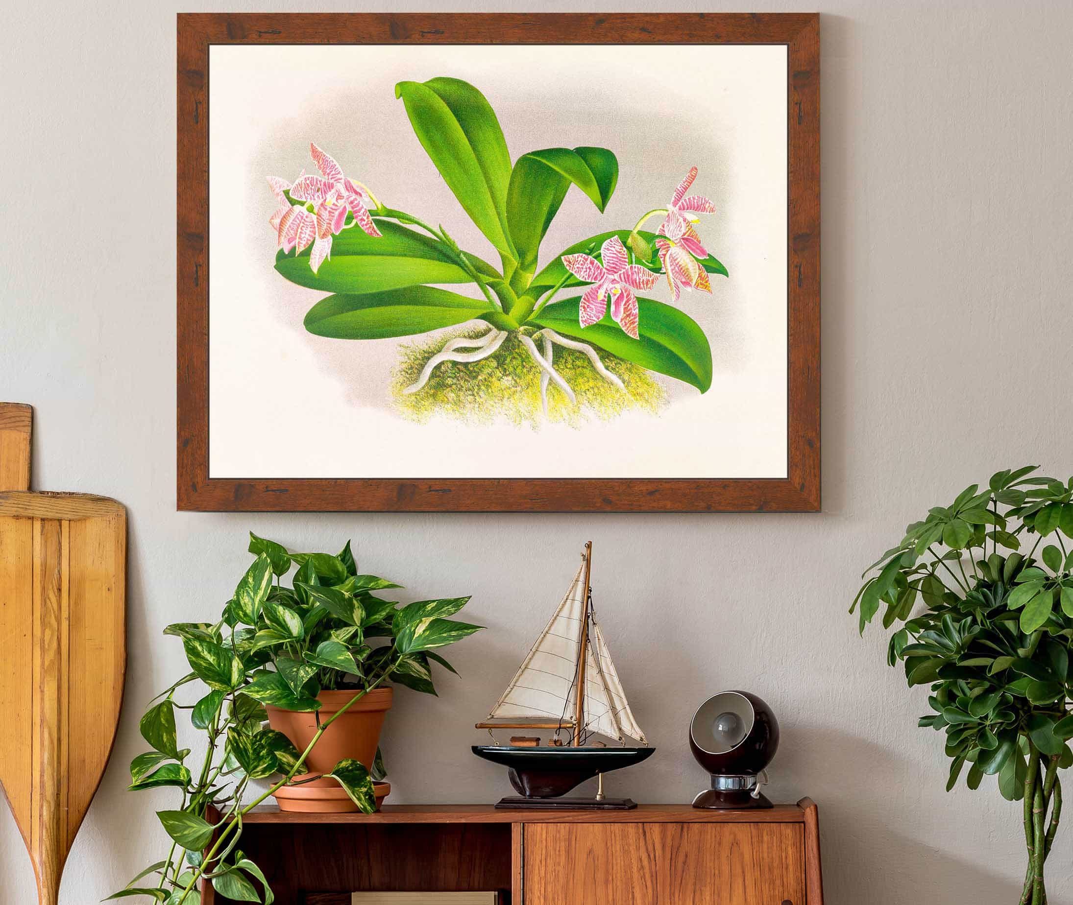 Phalaenopsis Luddemanniana by Jean Jules Linden
