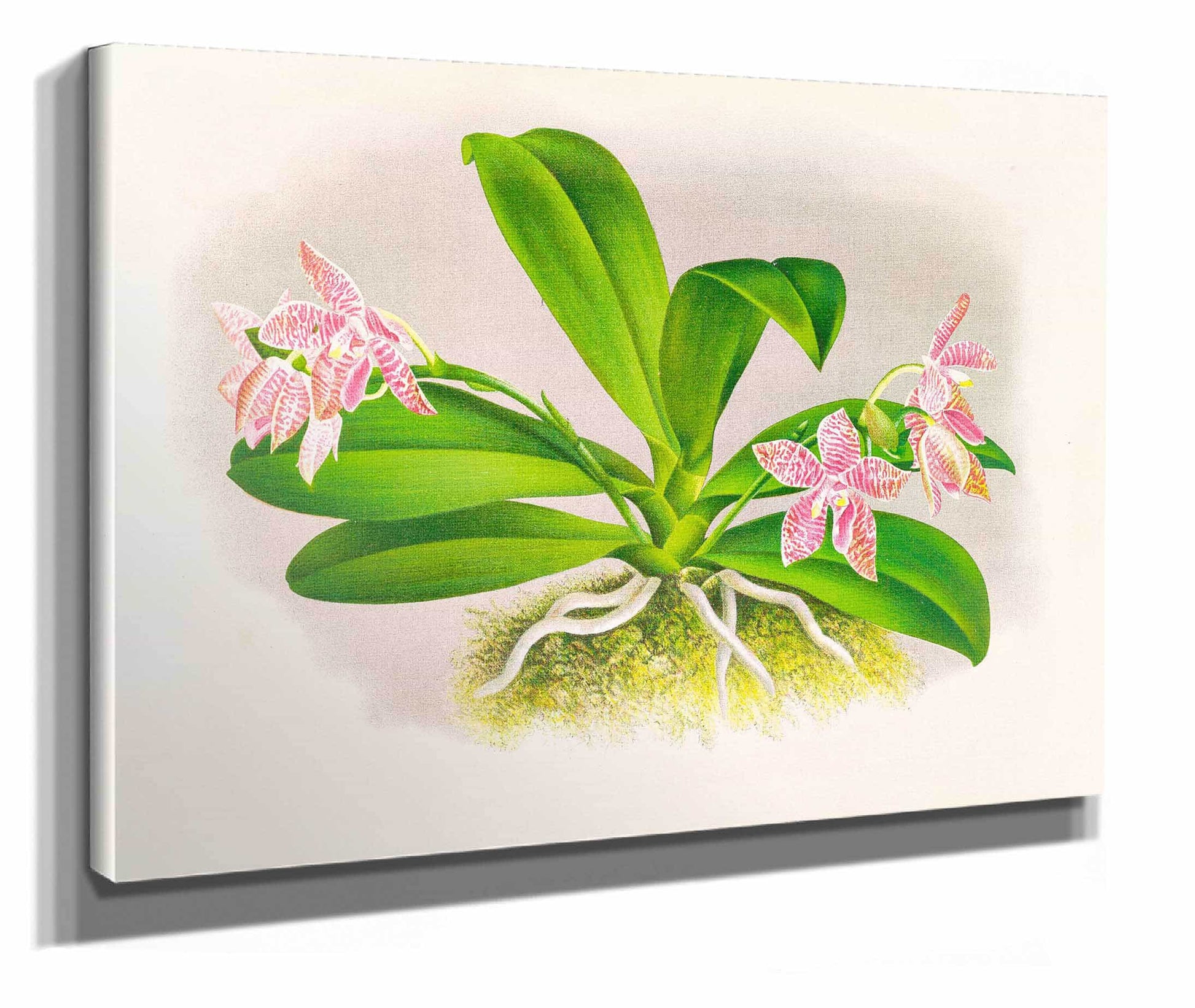 Phalaenopsis Luddemanniana by Jean Jules Linden