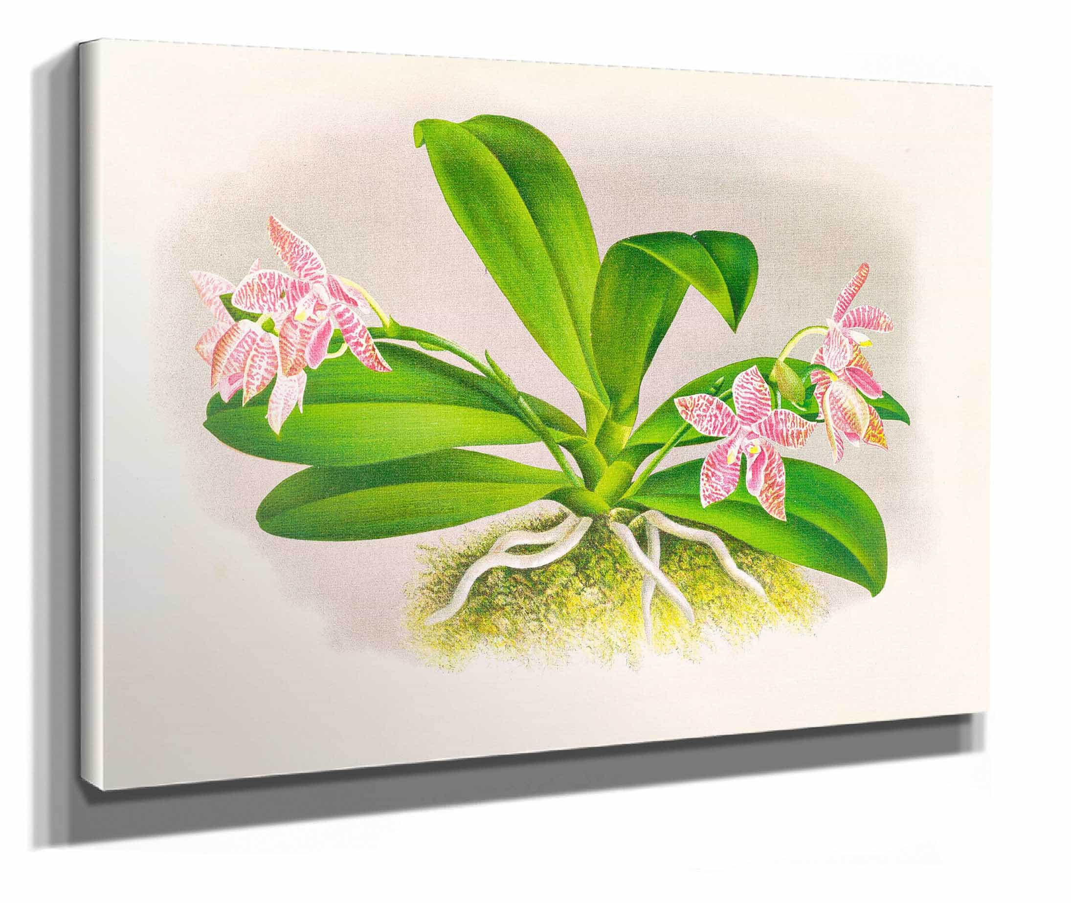 Phalaenopsis Luddemanniana by Jean Jules Linden