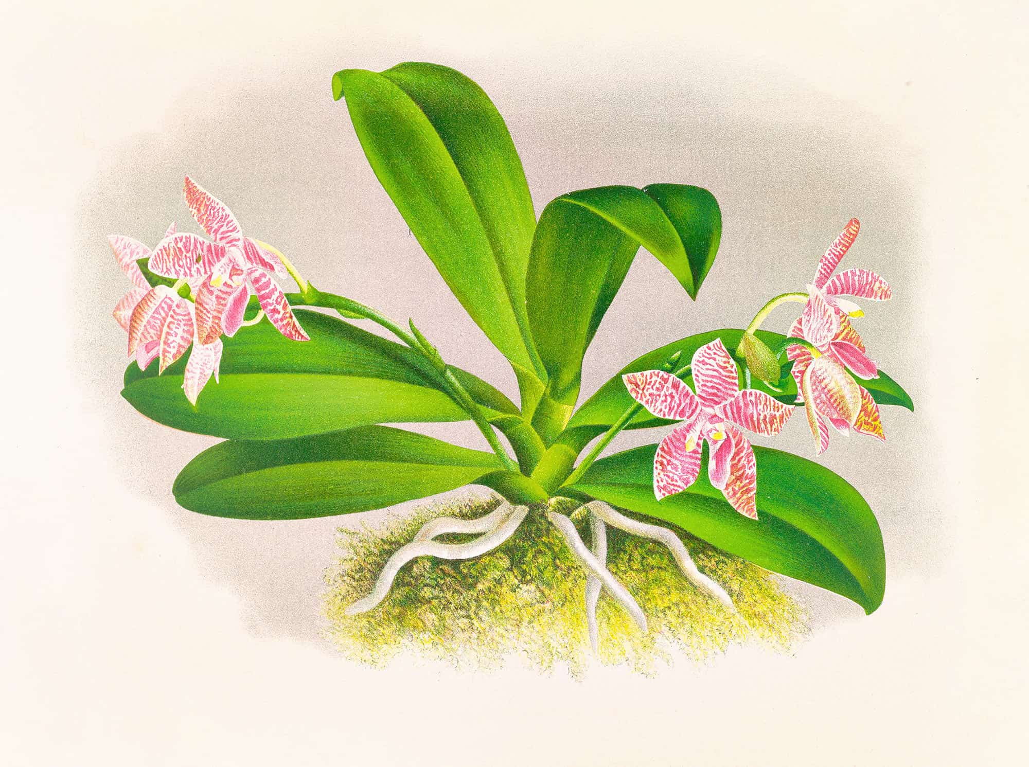 Phalaenopsis Luddemanniana by Jean Jules Linden