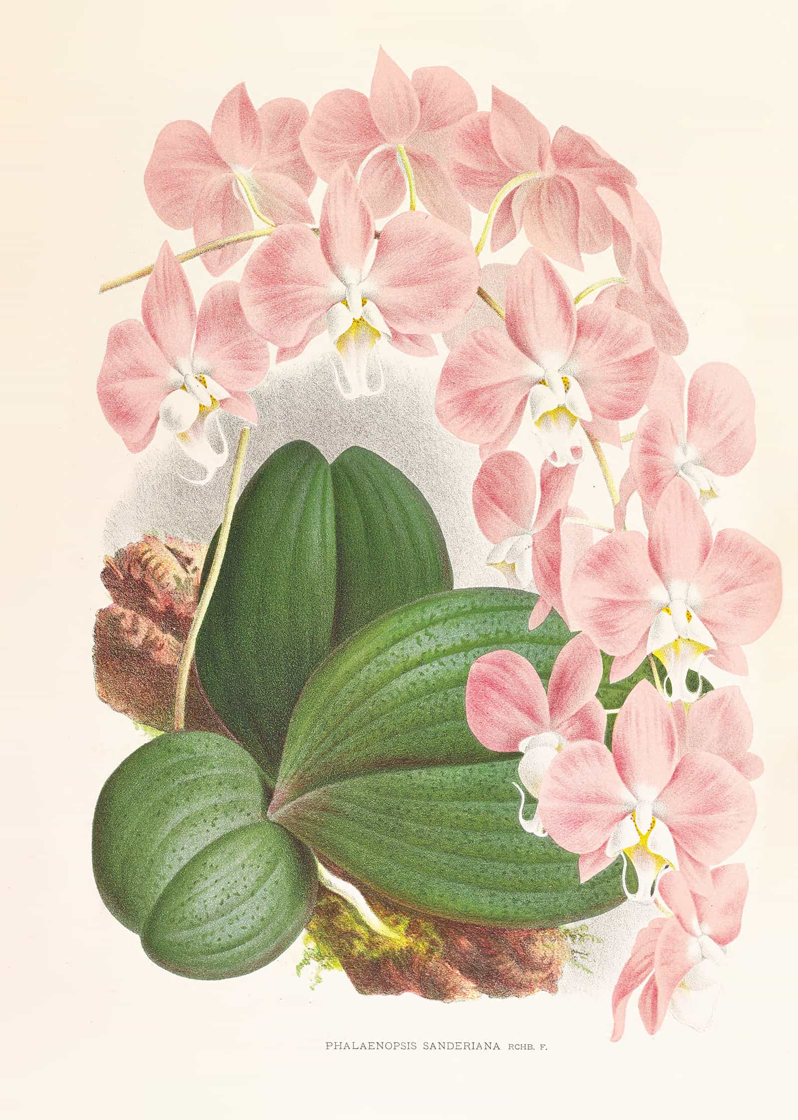 Phalaenopsis Sanderiana by Jean Jules Linden