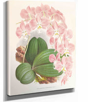Phalaenopsis Sanderiana by Jean Jules Linden