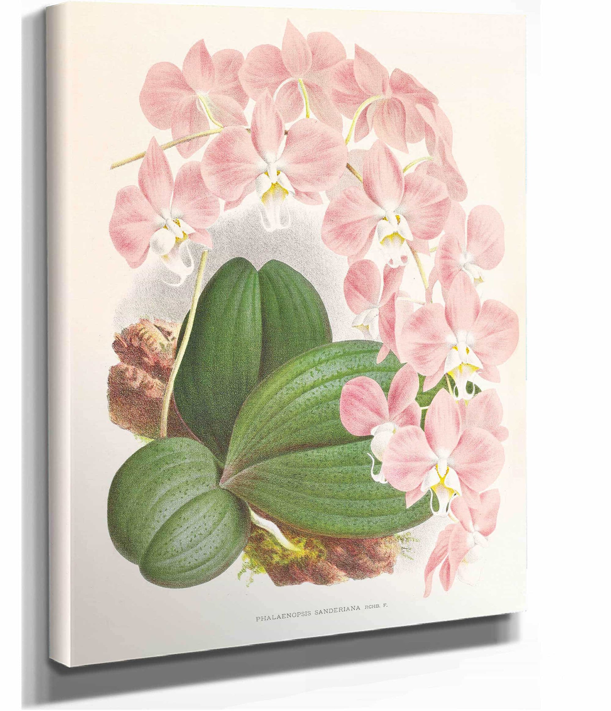Phalaenopsis Sanderiana by Jean Jules Linden