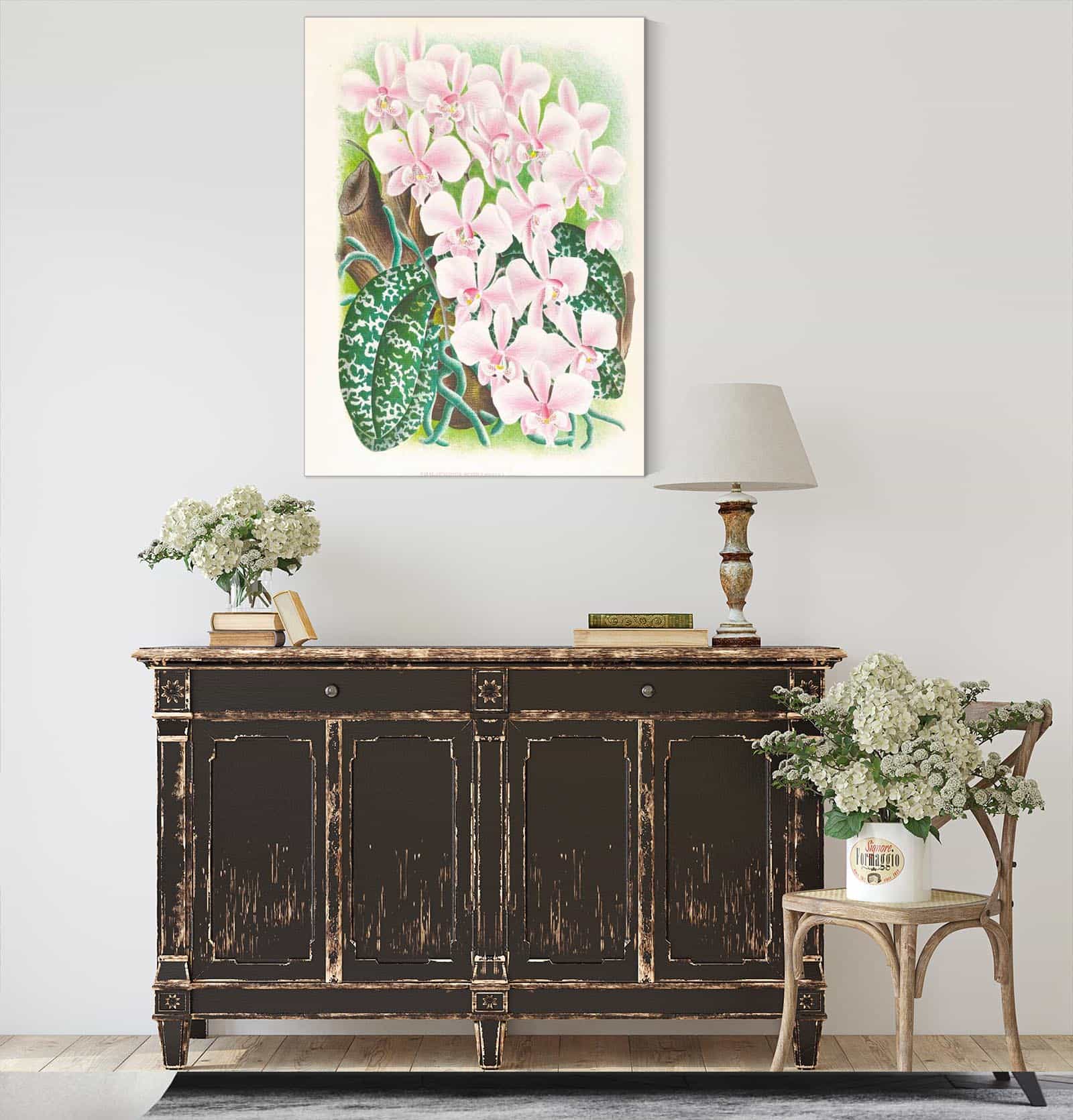 Phalaenopsis Schilleriana by Jean Jules Linden