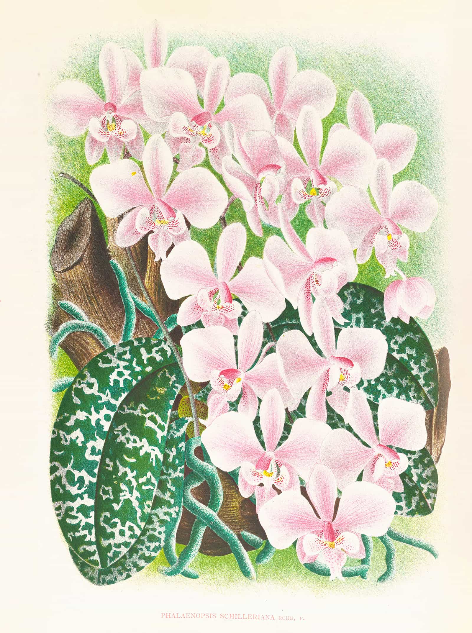 Phalaenopsis Schilleriana by Jean Jules Linden