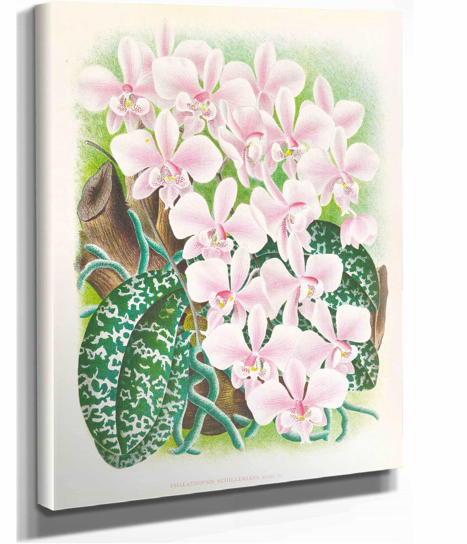 Phalaenopsis Schilleriana by Jean Jules Linden