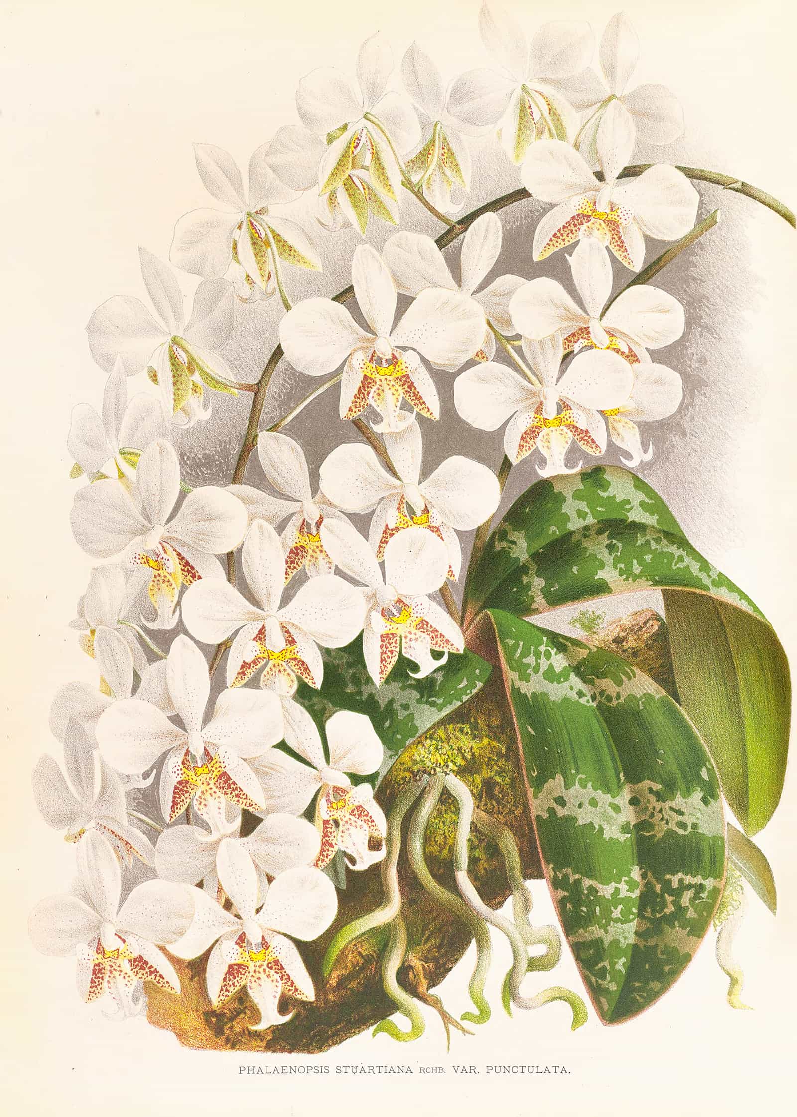 Phalaenopsis Stuartiana by Jean Jules Linden