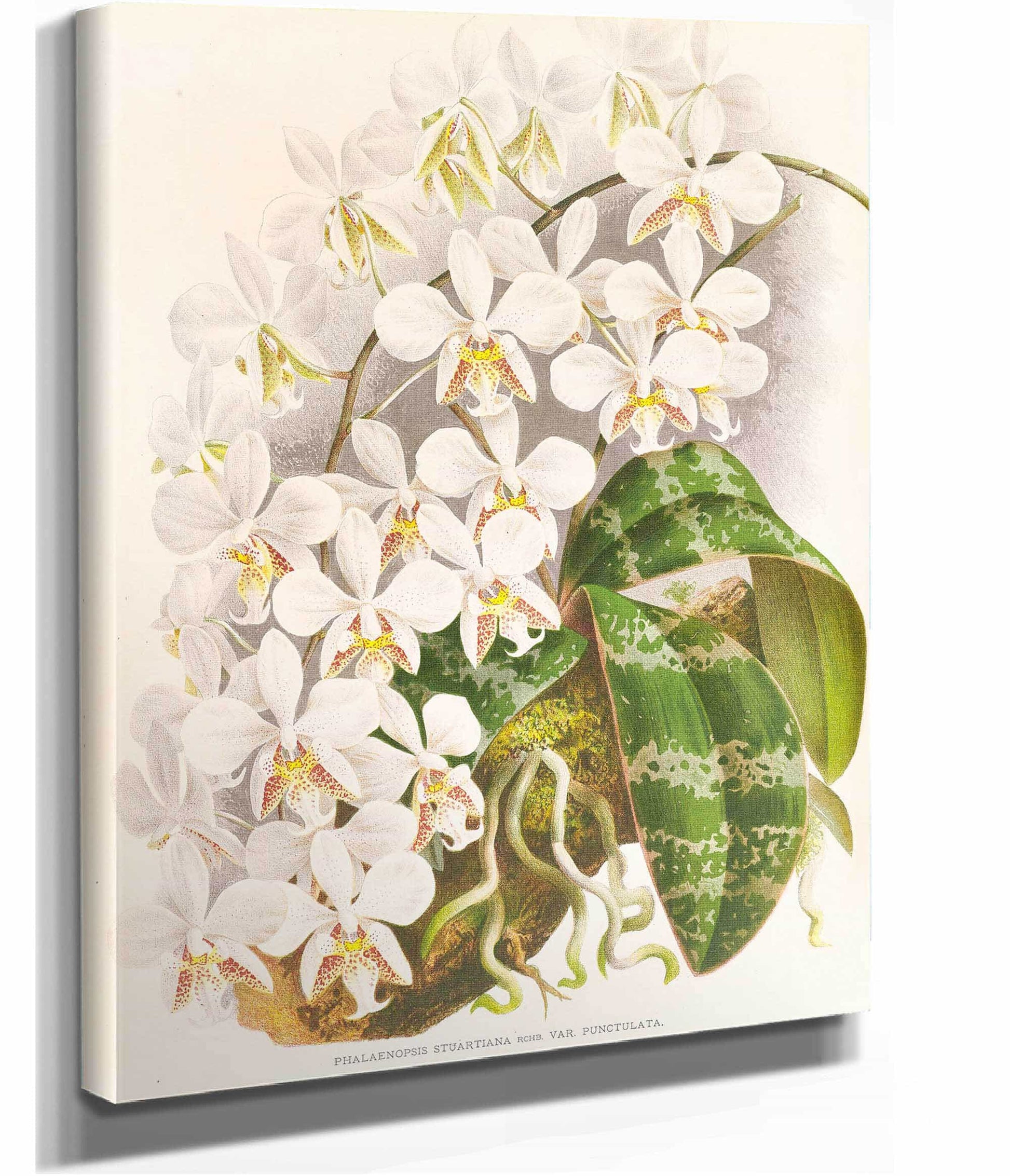 Phalaenopsis Stuartiana by Jean Jules Linden