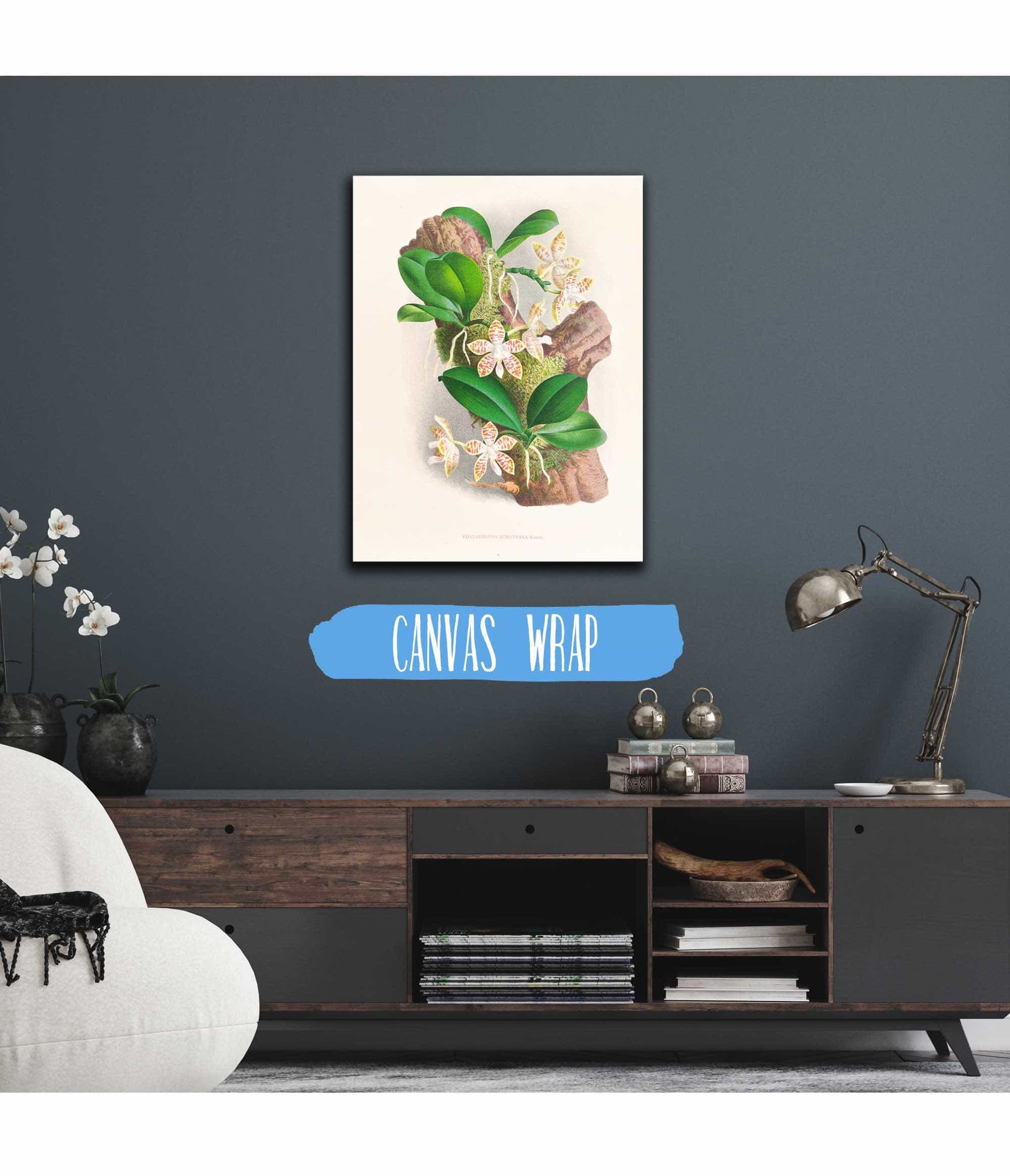 Phalaenopsis Sumatrana by Jean Jules Linden