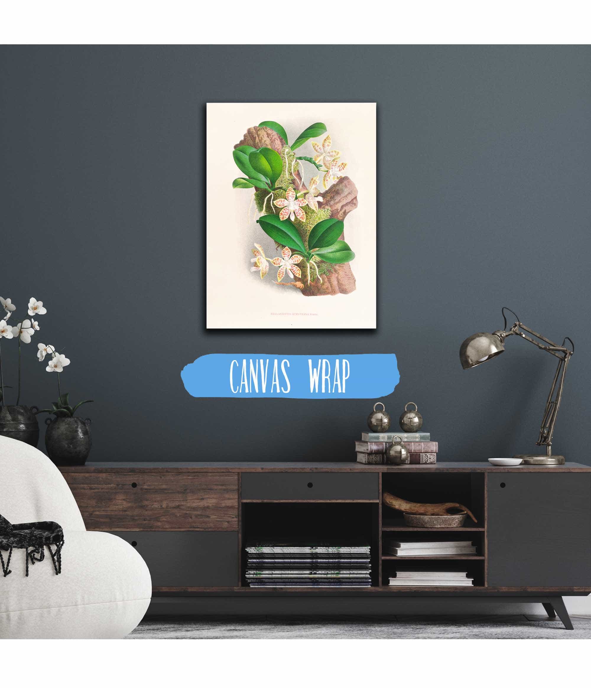 Phalaenopsis Sumatrana by Jean Jules Linden