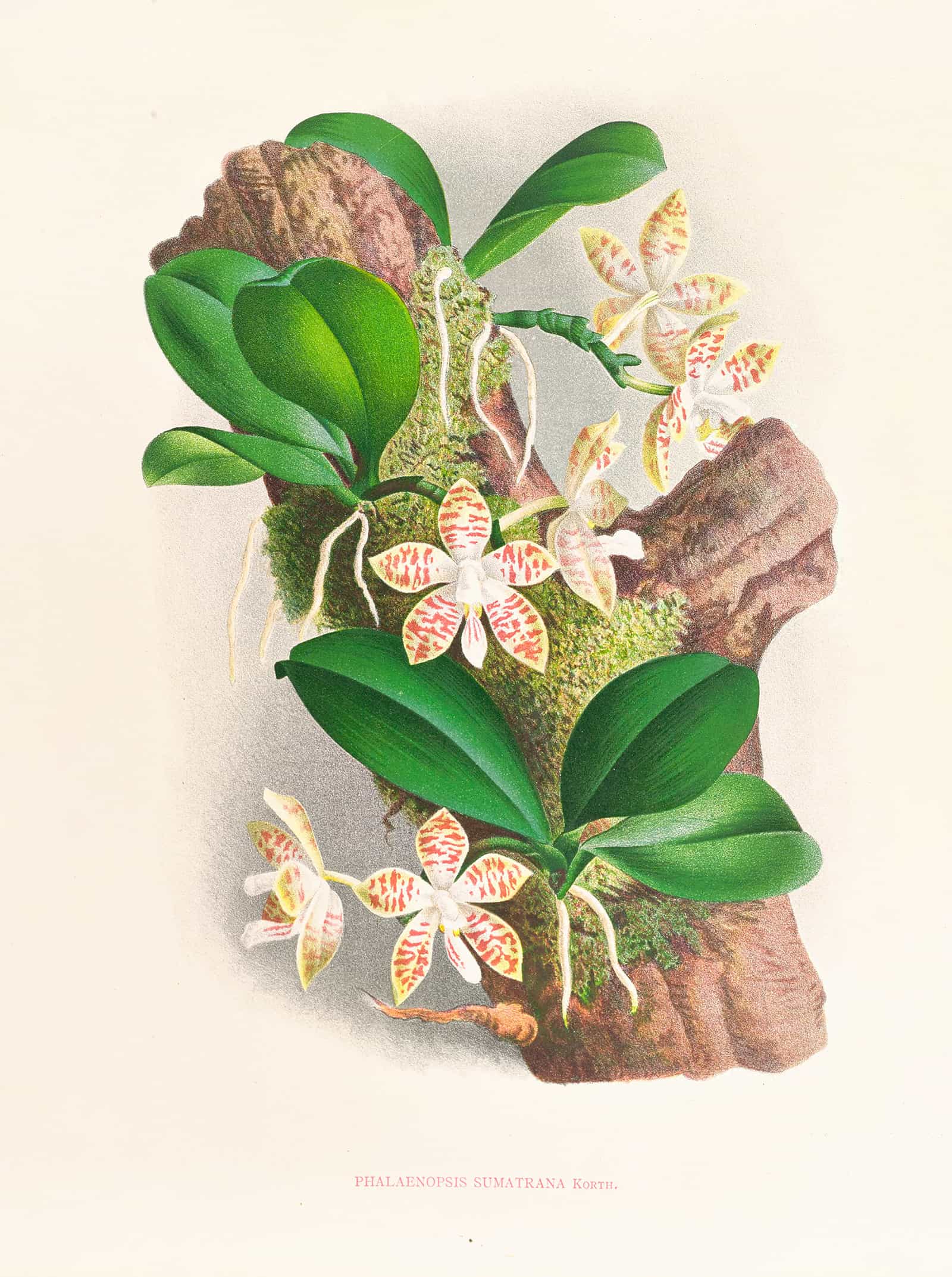Phalaenopsis Sumatrana by Jean Jules Linden