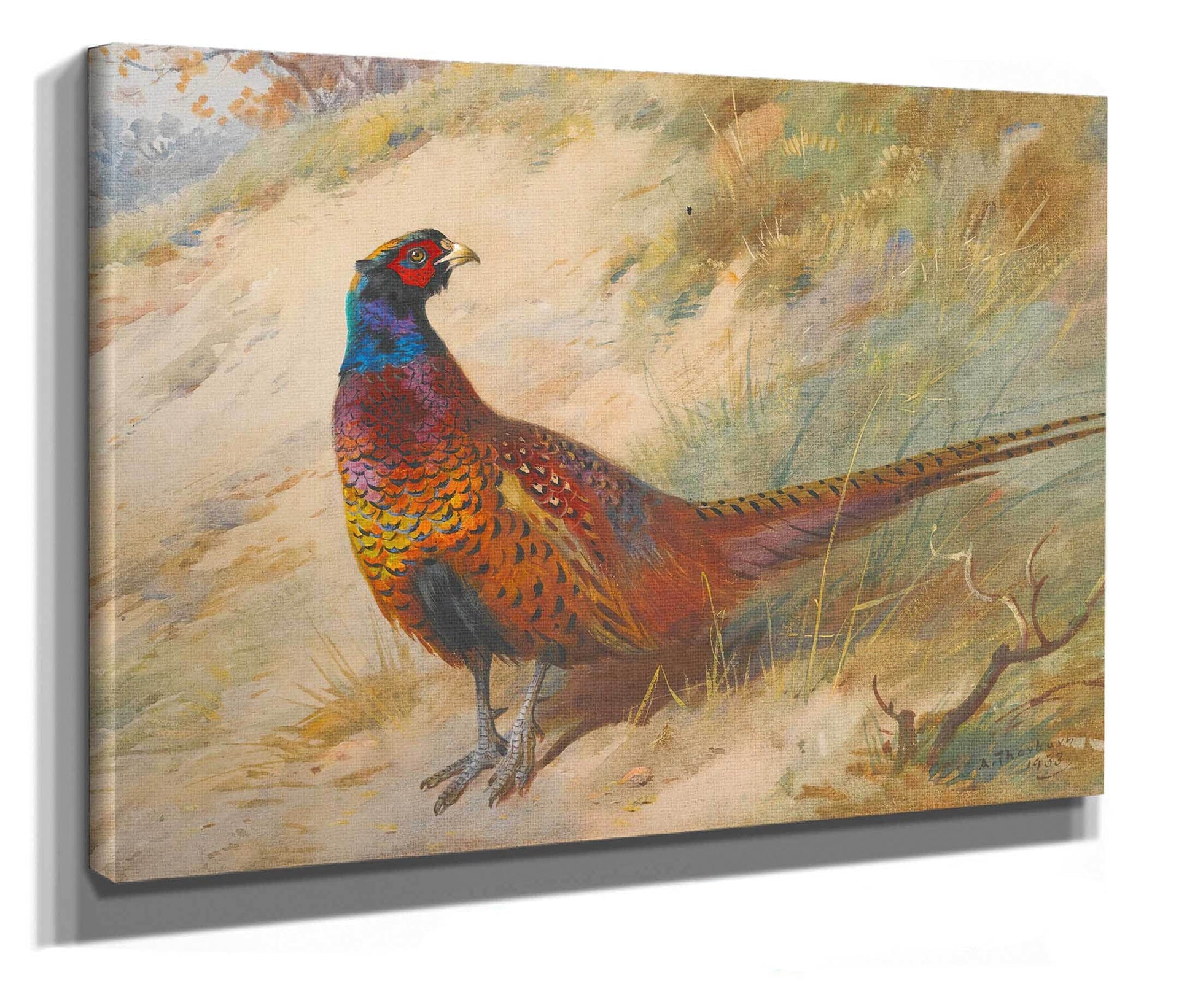 Pheasant by Archibald Thorburn
