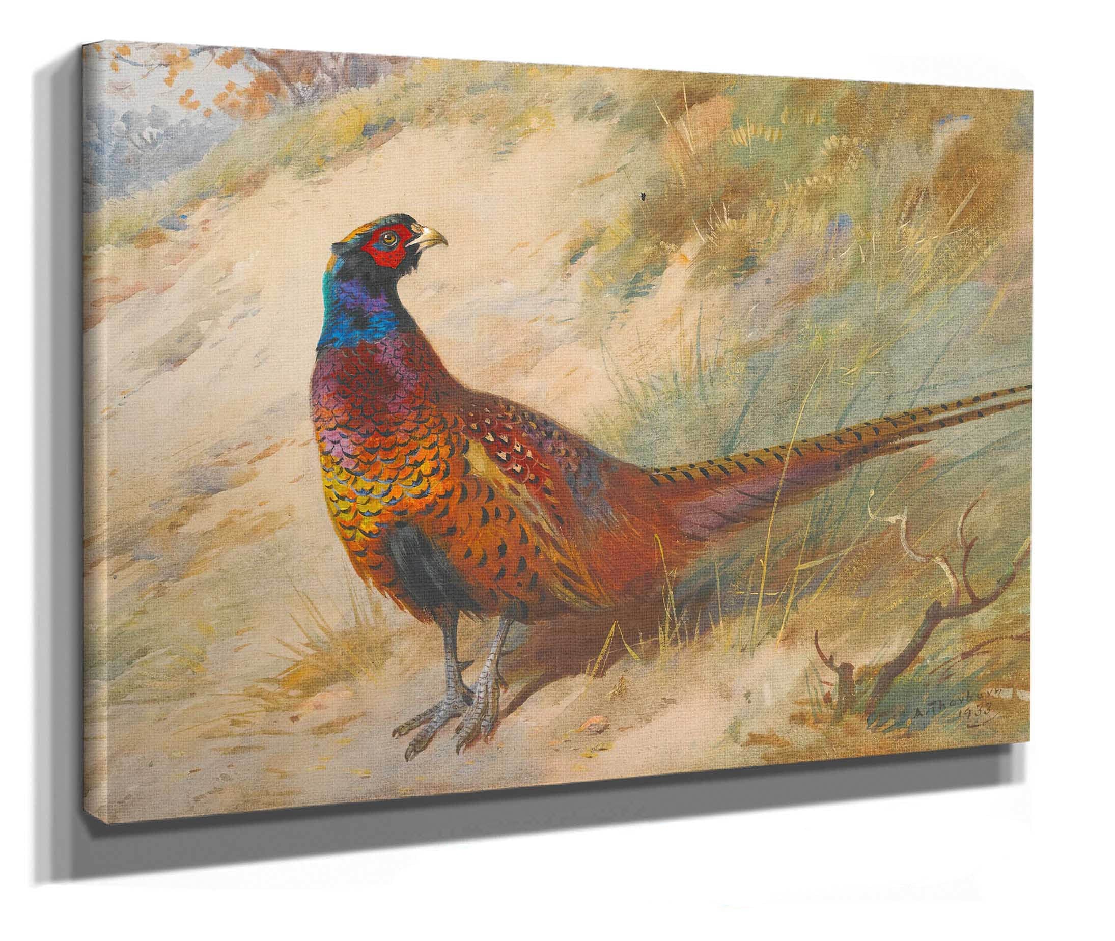 Pheasant by Archibald Thorburn