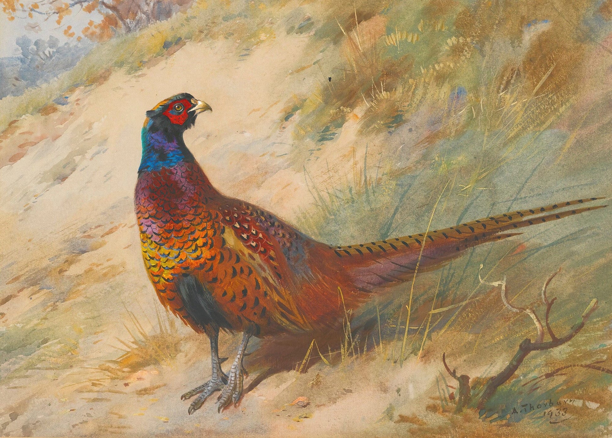 Pheasant by Archibald Thorburn