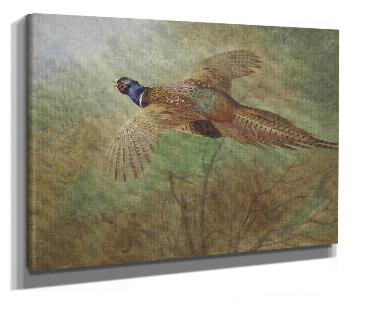 Pheasant In Flight by Archibald Thorburn