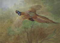 Pheasant In Flight by Archibald Thorburn