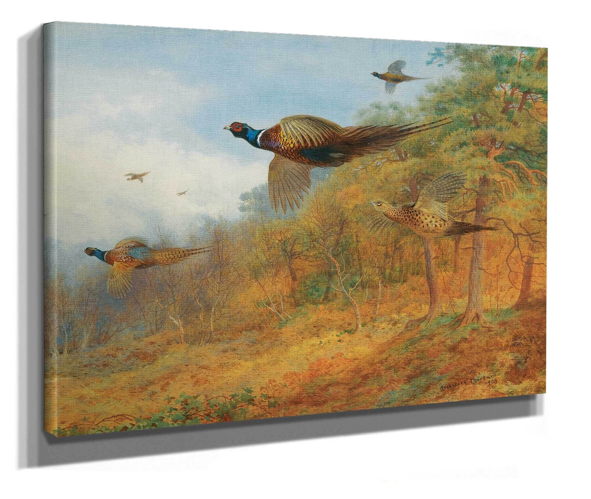 Pheasants Breaking Out Of Cover by Archibald Thorburn