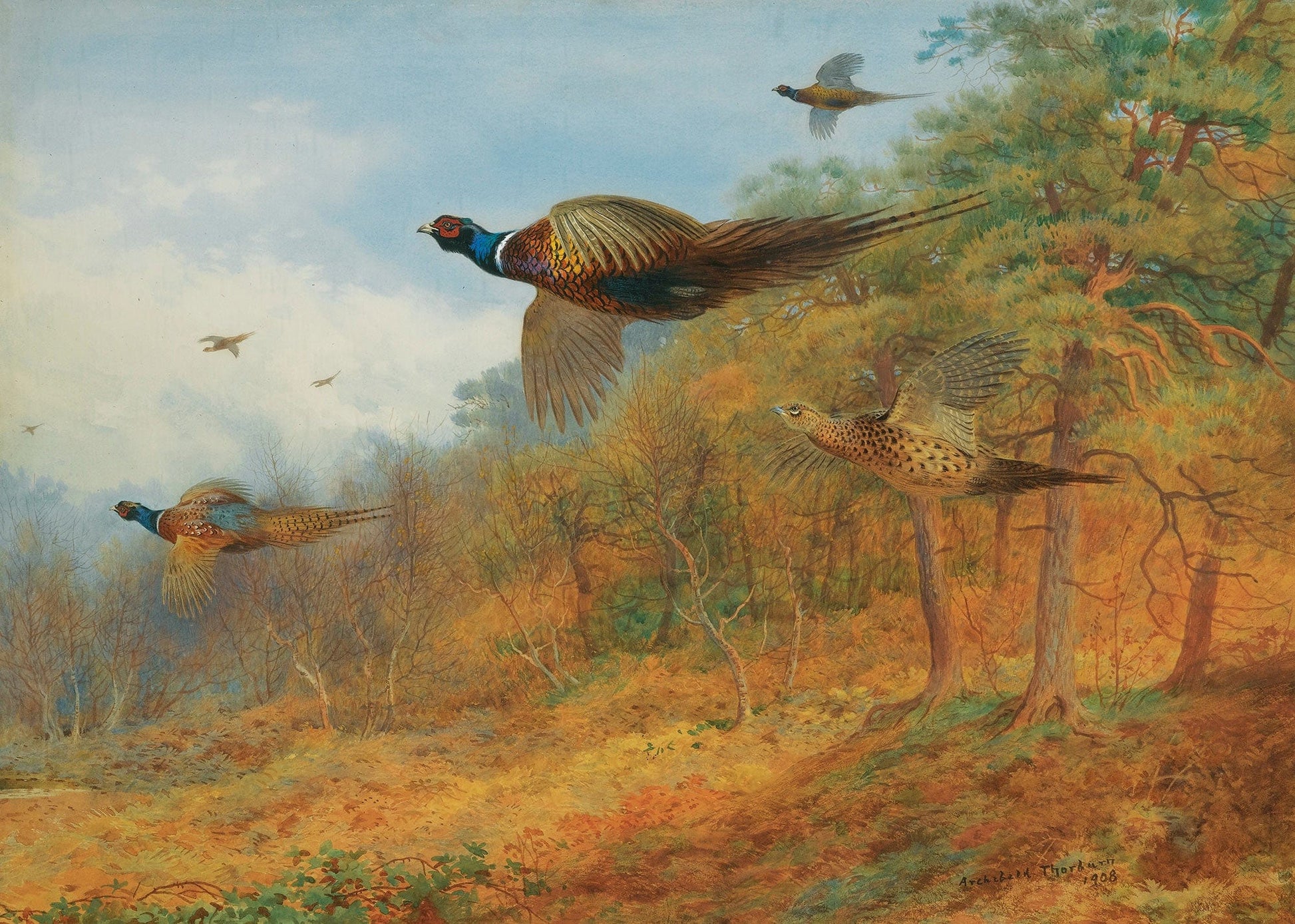 Pheasants Breaking Out Of Cover by Archibald Thorburn