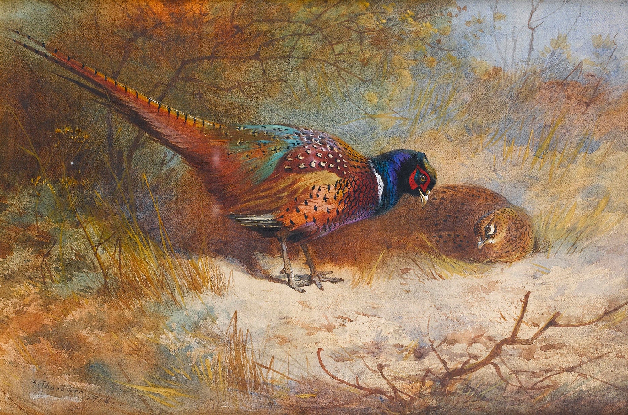 Pheasants by Archibald Thorburn