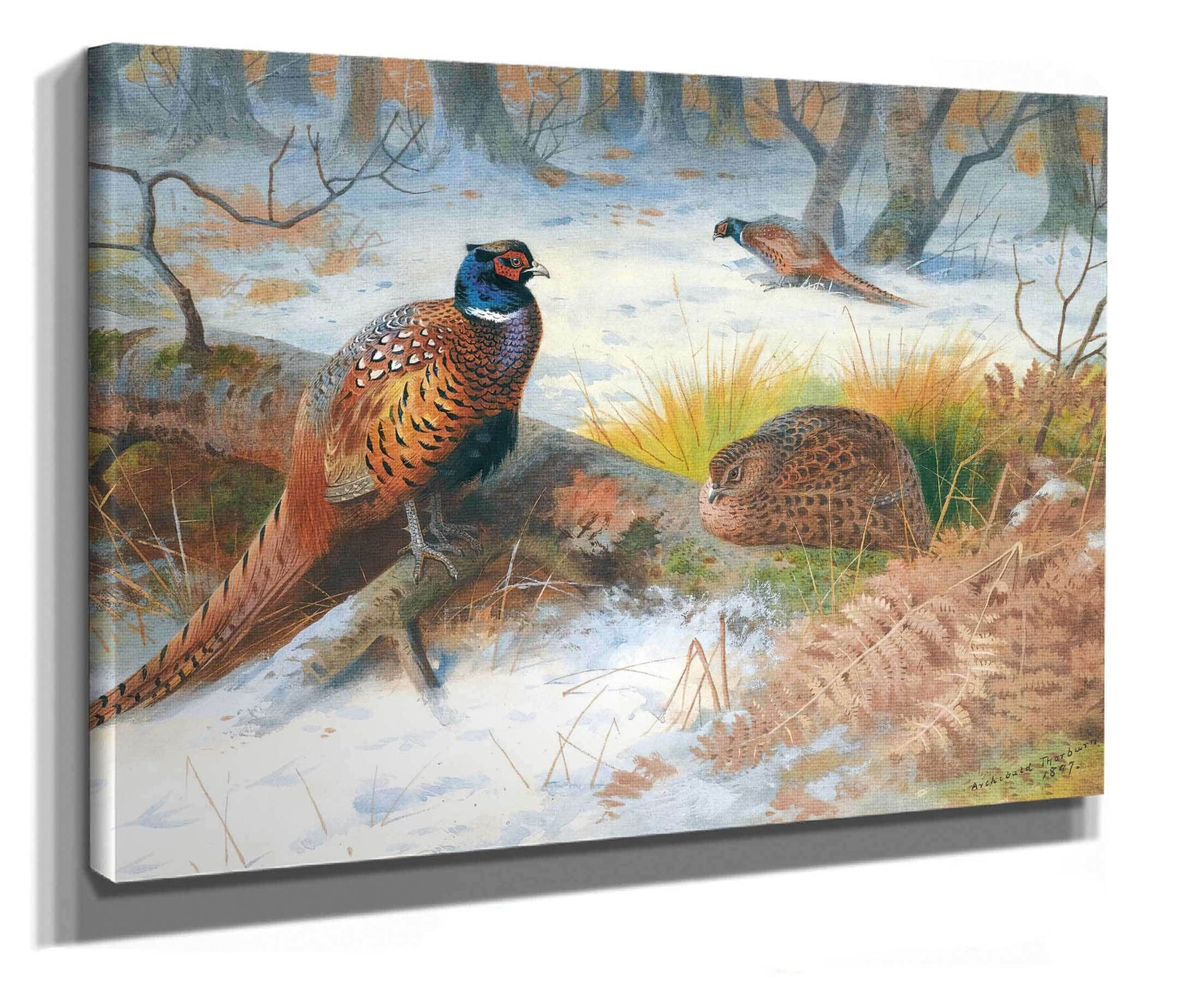 Pheasants In The Snow by Archibald Thorburn