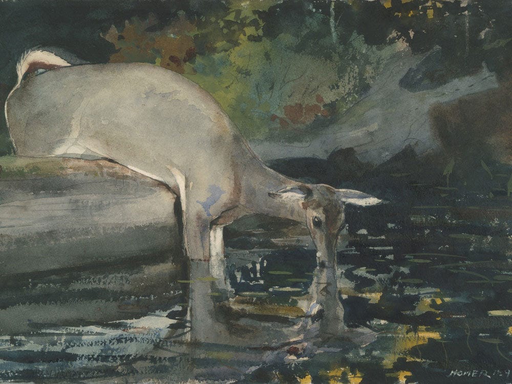 Deer Drinking By Winslow Homer Phoenix 4x3