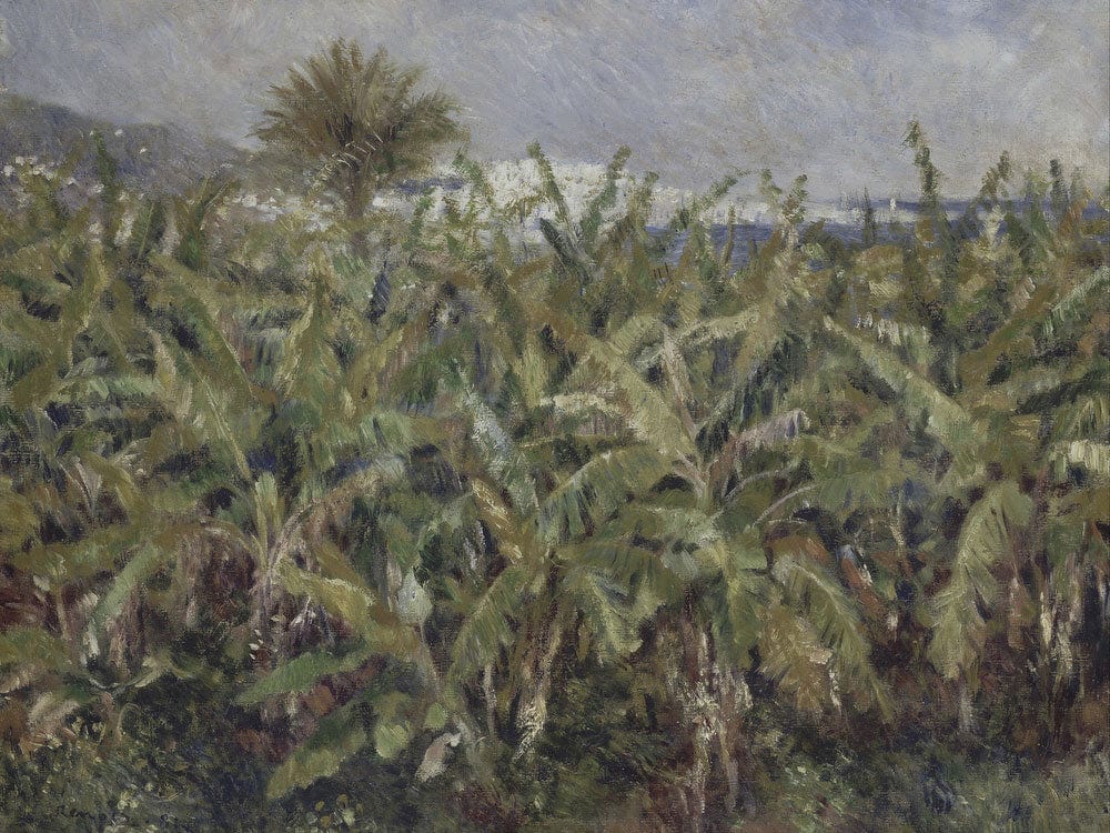 Field Of Banana Trees By Pierre Auguste Renoir Phoenix 4x3